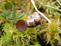 Monilinia oxycocci