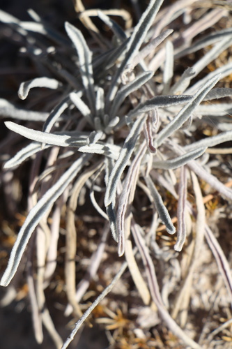 Foothill Bladderpod (Physaria ludoviciana)