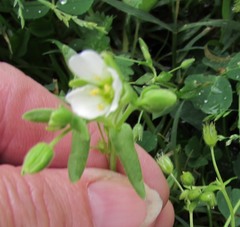 Mononeuria nuttallii