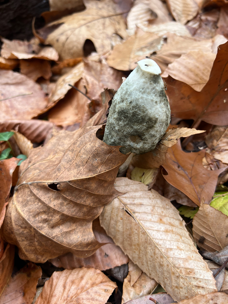 Phallus ravenelii · November 2025 · photo: © cclongevans (iNaturalist, cc-by)