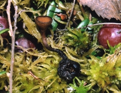 Monilinia oxycocci