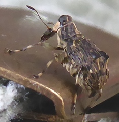 Ecprepia bigrumis