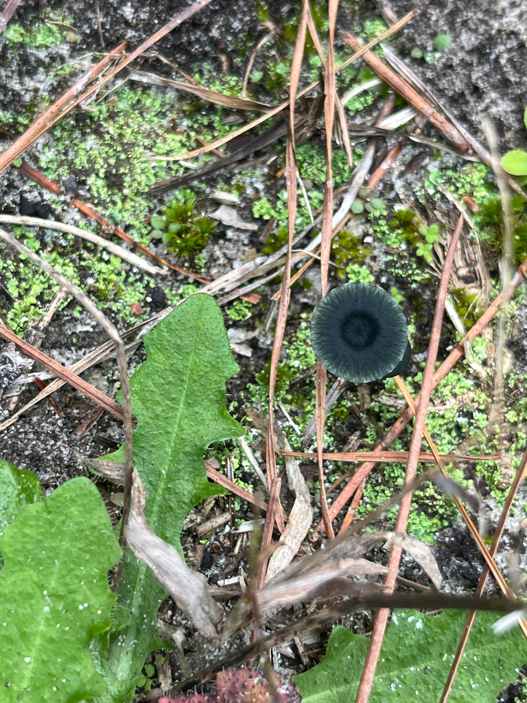 Arrhenia chlorocyanea · November 2025 · photo: © harrier (iNaturalist, cc-by)