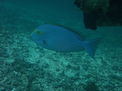 Acanthurus mata