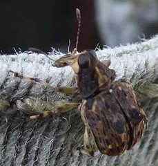 Ecprepia bigrumis