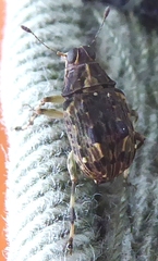 Ecprepia bigrumis
