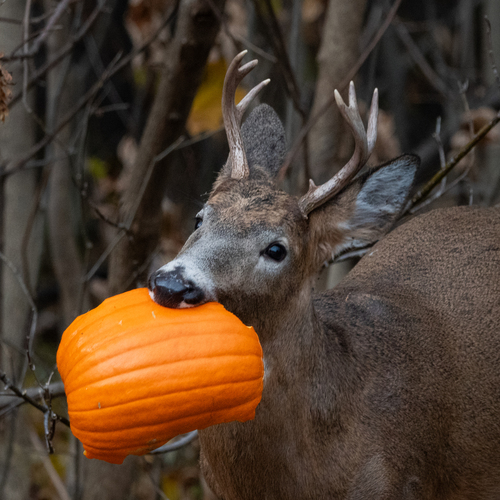White-tailed Deer photographed in Wisconsin
