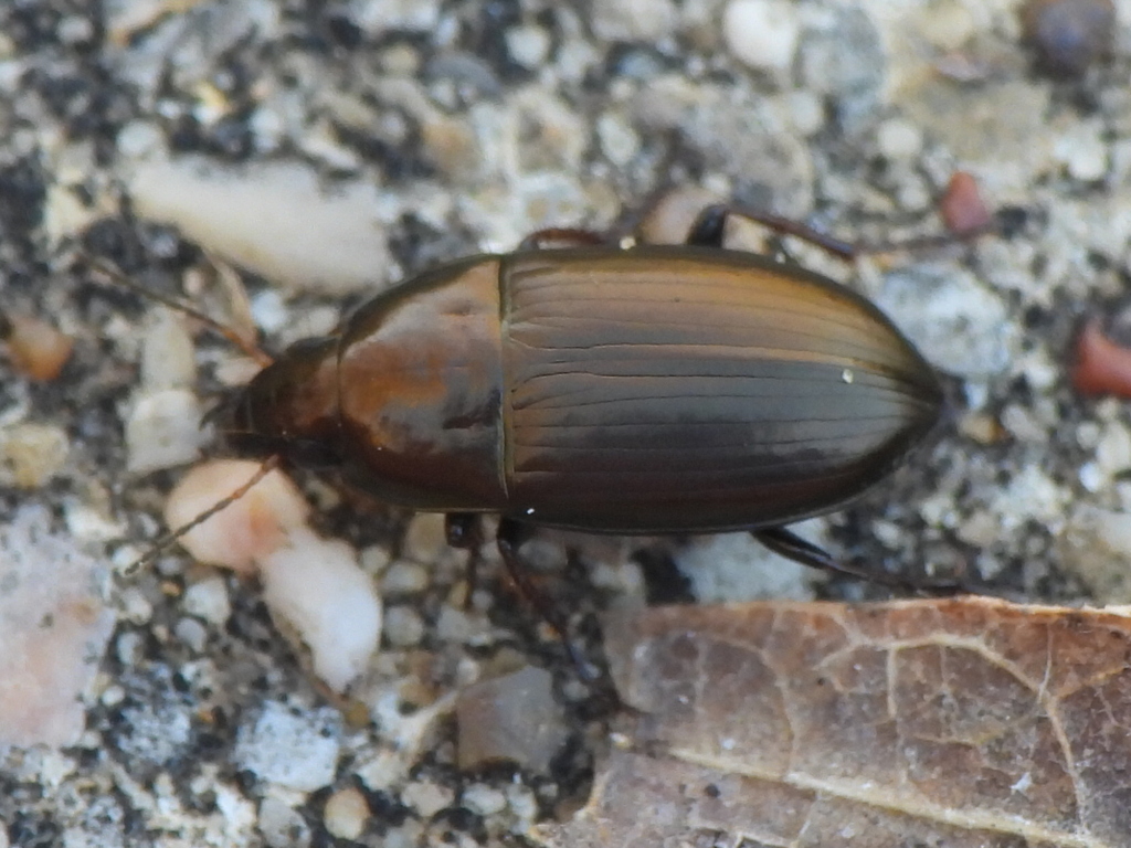 Common Sun Beetle