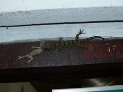 Gekko monarchus