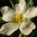 Malvastrum coromandelianum - Photo ללא זכויות יוצרים, הועלה על ידי 葉子