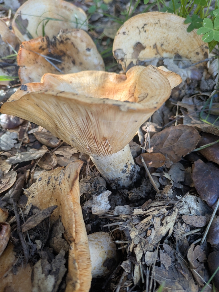Lactarius alnicola · November 2025 · photo: © jayjt (iNaturalist, cc-by)