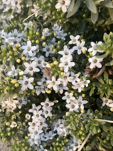 Myoporum tenuifolium observed 2025-11-22