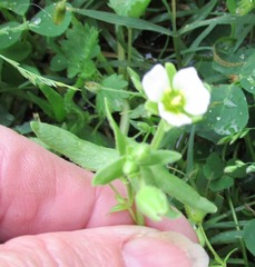 Mononeuria nuttallii