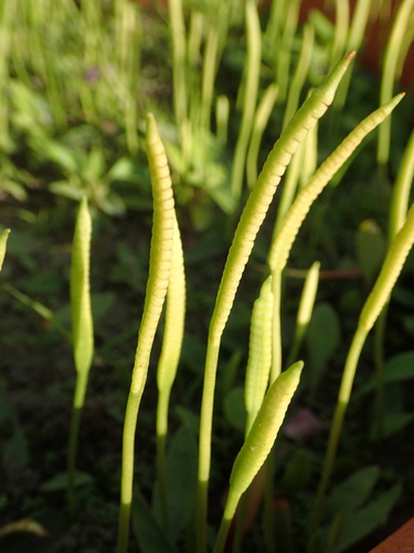 Ophioglossum petiolatum