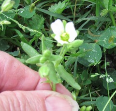 Mononeuria nuttallii