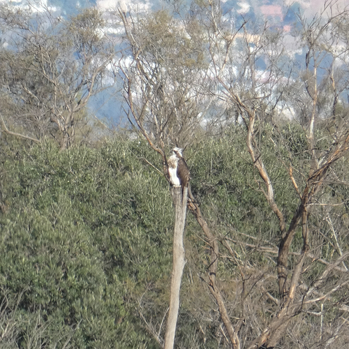 Avistamiento Águila pescadora (Marismas Tinto-Odiel)