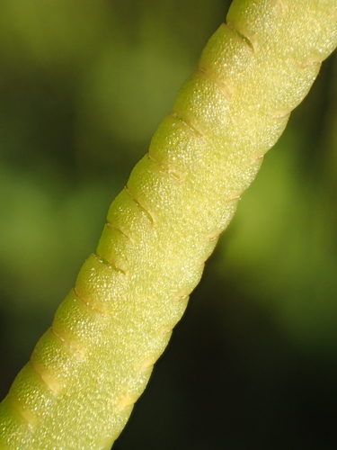 Ophioglossum petiolatum