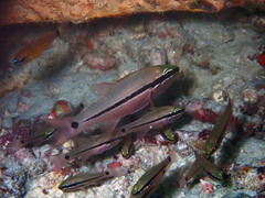 Ostorhinchus multilineatus