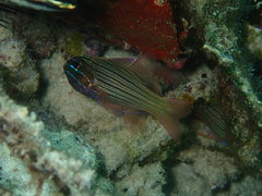 Ostorhinchus multilineatus