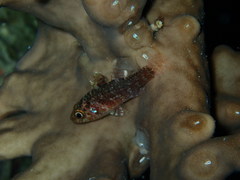 Apogonichthys perdix