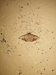 Anticarsia irrorata