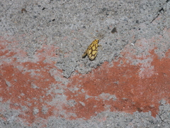 Miltochrista conjunctana