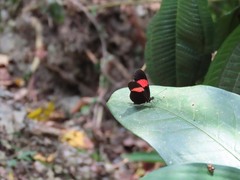 Heliconius erato hydara