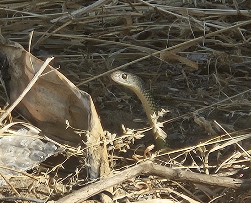 Reticulated Whipsnake sighting