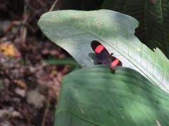 Heliconius erato hydara