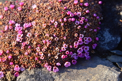 Androsace ochotensis