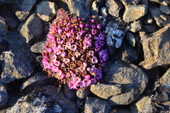 Androsace ochotensis