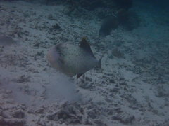 Pseudobalistes flavimarginatus