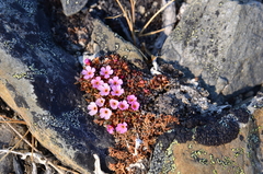 Androsace ochotensis