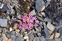 Androsace ochotensis