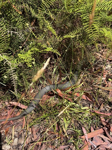 Highlands Copperhead sighting