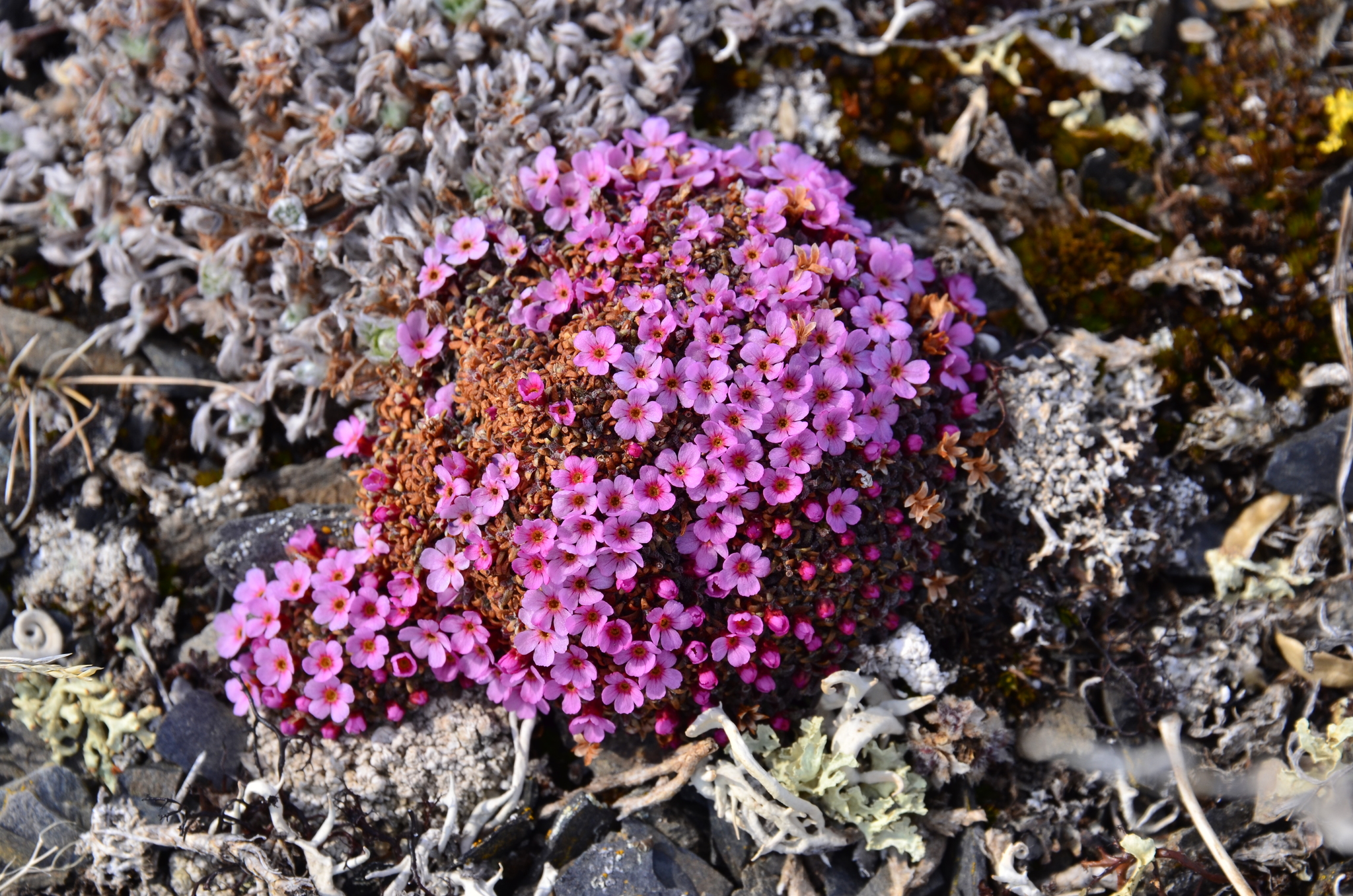 Androsace ochotensis