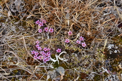 Androsace ochotensis