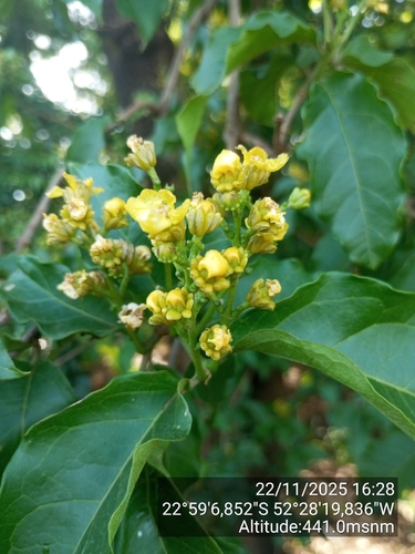 Bunchosia glandulifera