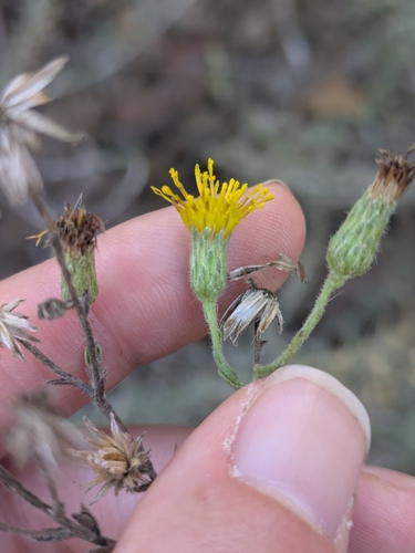 Rayless False Goldenaster (Heterotheca oregona)