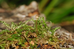 Mycena picta
