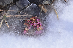 Androsace ochotensis