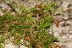 Mycena picta