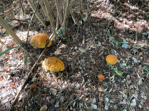 Rugiboletus extremiorientalis