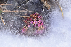 Androsace ochotensis