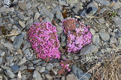 Androsace ochotensis