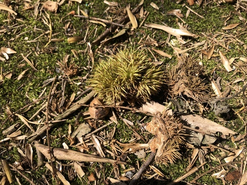 Castanopsis faberi (Castanopsis faberi)
