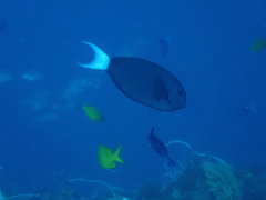 Acanthurus thompsoni