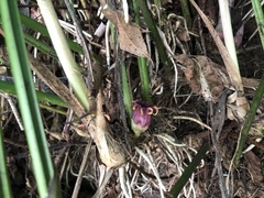 Aspidistra attenuata