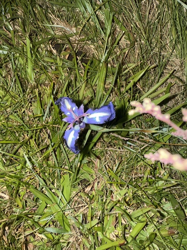 Herbertia pulchella, photograph 5
