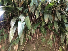 Aspidistra attenuata